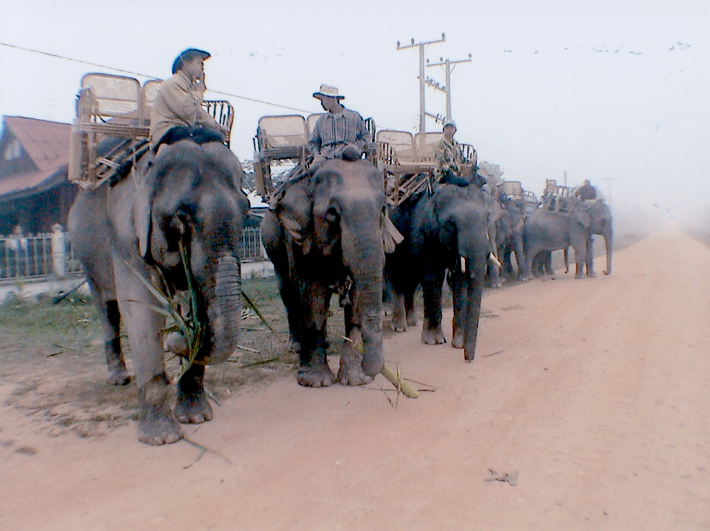 Laos /Cambodge-Laos Hongsa éléphants pour la promenade