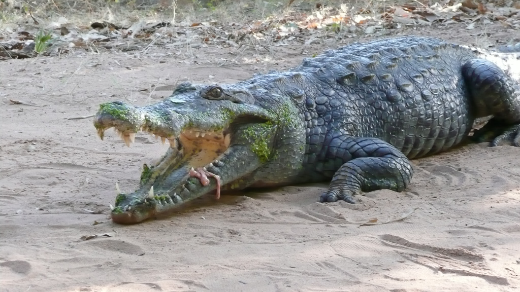 Crocodile sacré