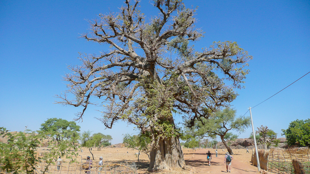 au pied du Baobab