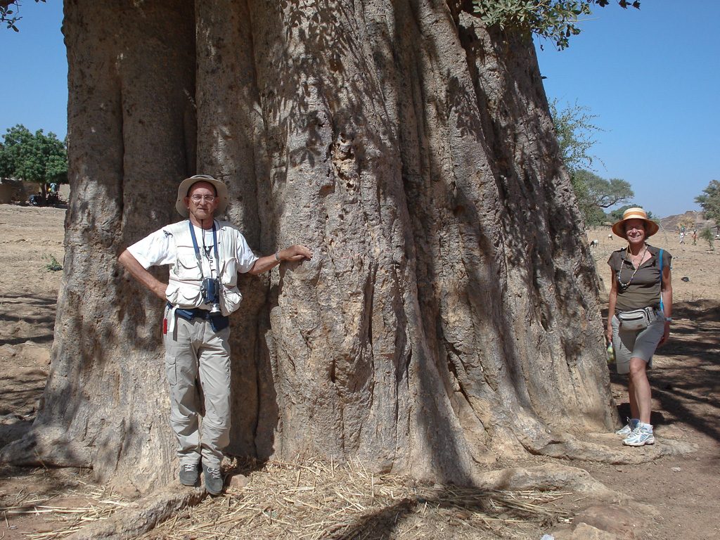 au pied du Baobab