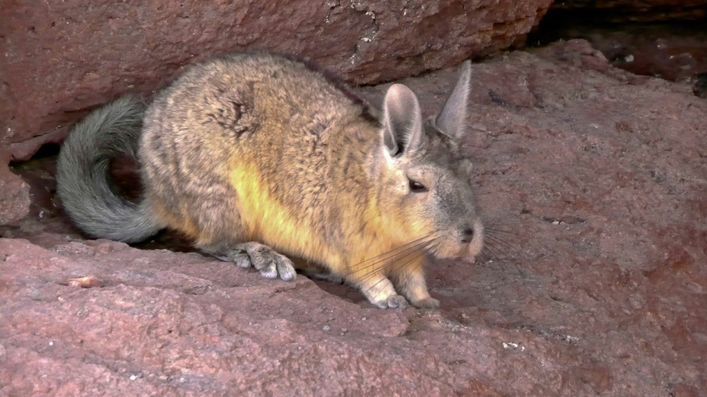 Bolivie Sud Lipez Viscacha