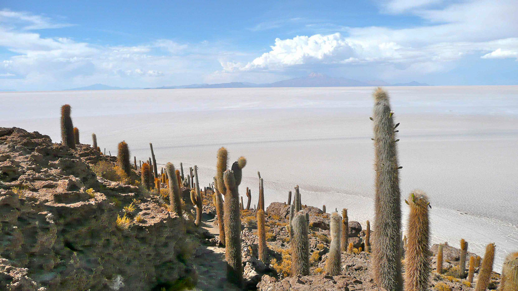 Bolivie Uyuni Isla Incahuashi