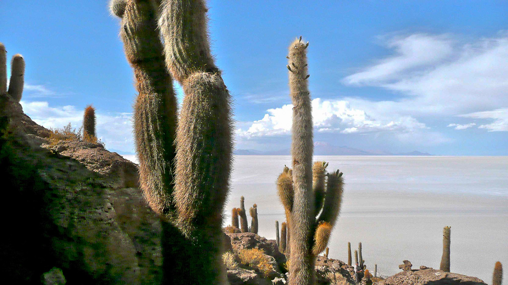 Bolivie Uyuni Isla Incahuashi