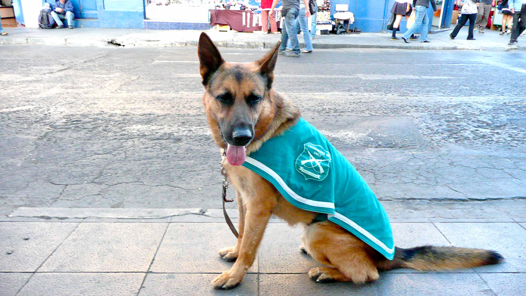 Arica centre chien policier