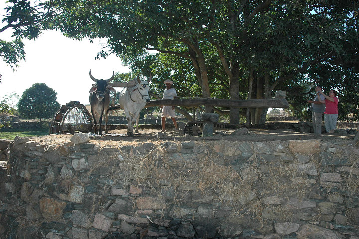 2011 12 08 Ranakpur noria.