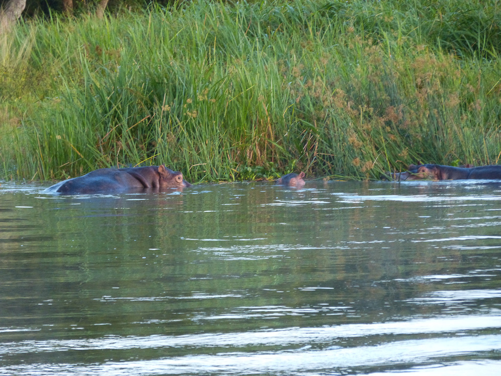 Bac de Paraa Hippos