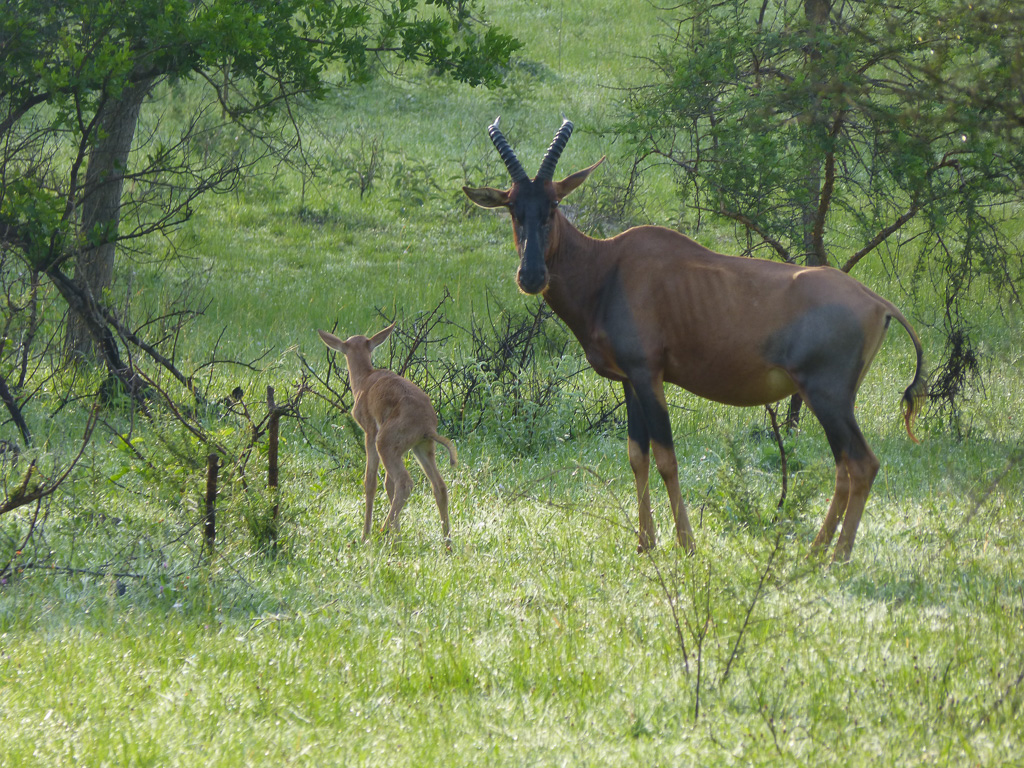Antilopes Topi et son petit