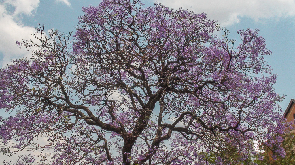 Madagascar Tana Jacaranda en fleurs