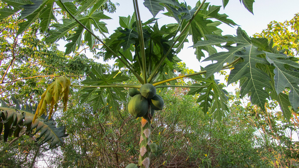 Madagascar Papayer