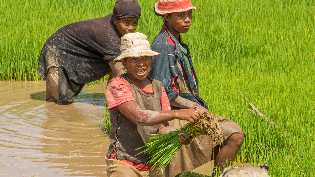 Madagascar Manandona rizières