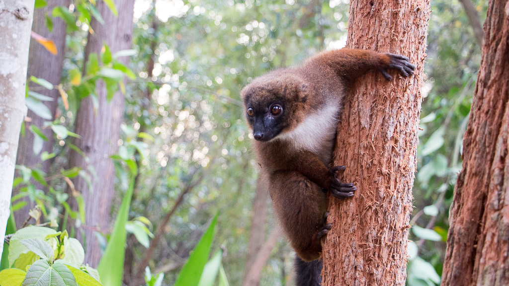 Madagascar Lémurien