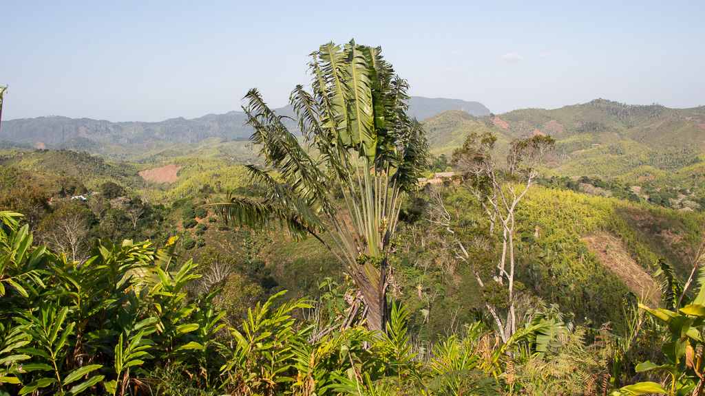 Madagascar Ranomafana Ravenala