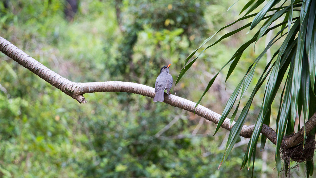 Madagascar oiseau