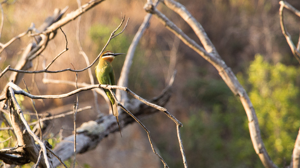 Madagascar oiseau