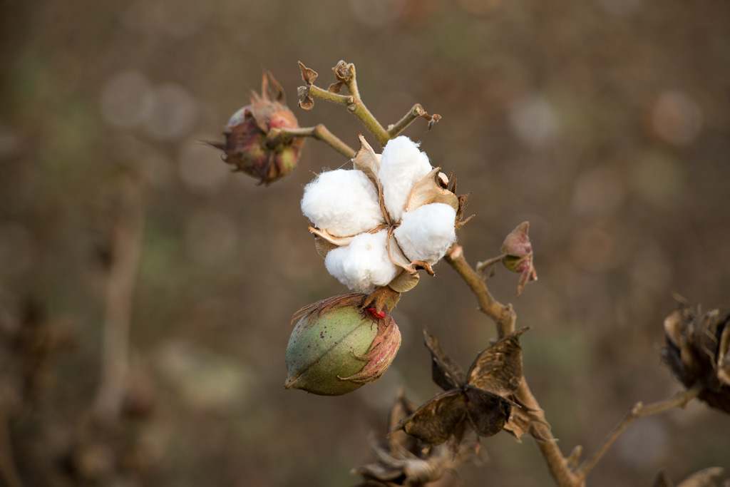 Madagascar le coton