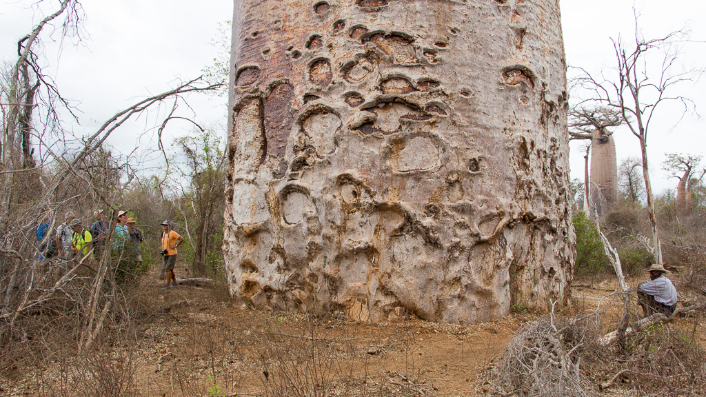 Madagascar Baobabs