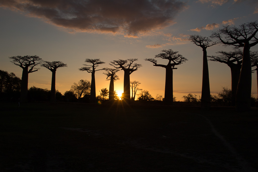 Madagascar Baobabs coucher de soleil