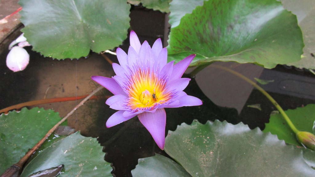 Bagan fleur de lotus
