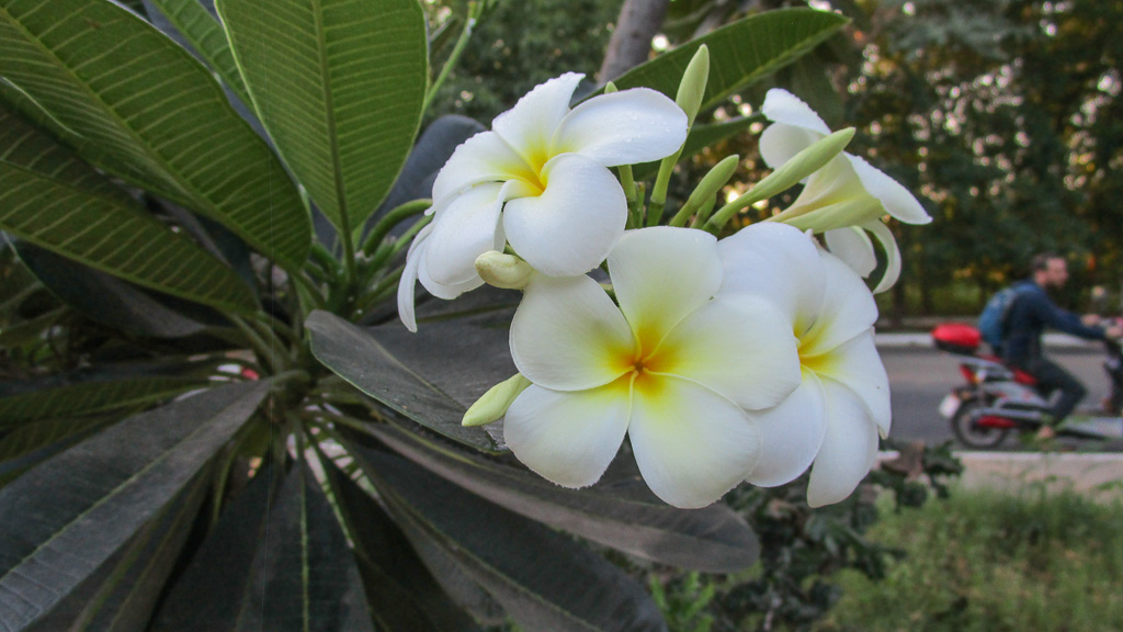 Bagan fleur de frangipanier