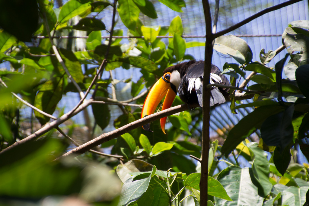 Iguacu parc des oiseaux-Cacatoes