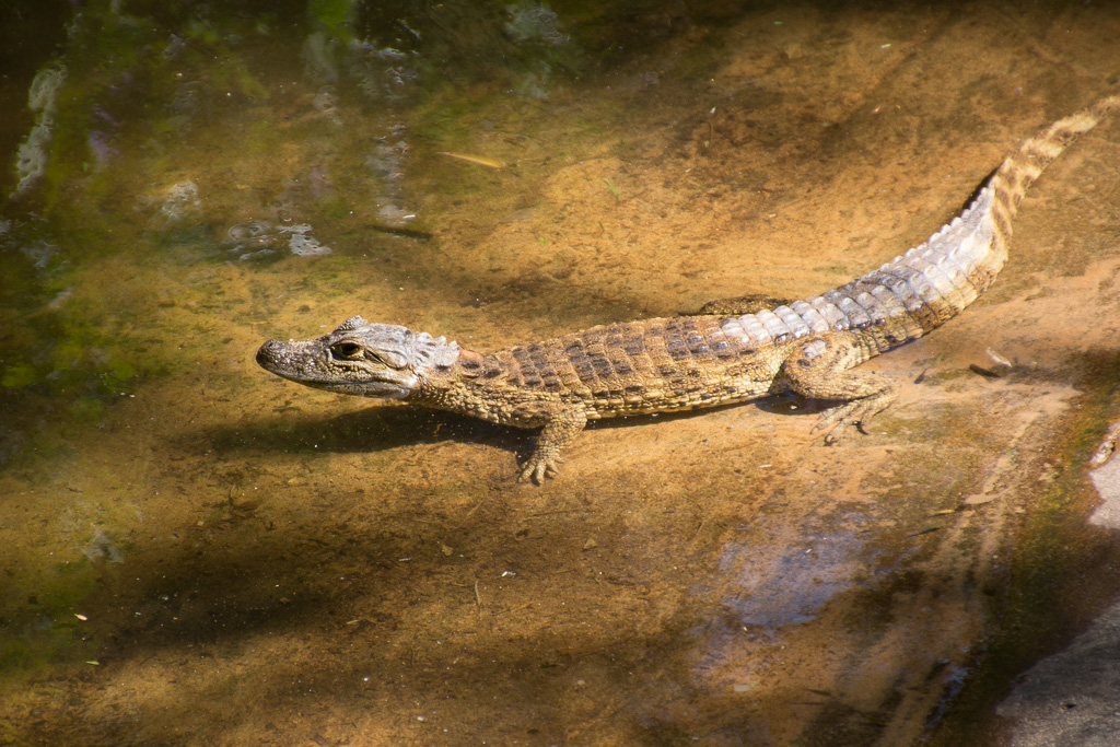 Iguacu parc des oiseaux-jeune crocodile