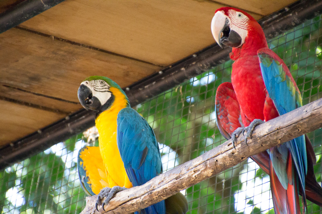 Iguacu parc des oiseaux- Aras multicolores
