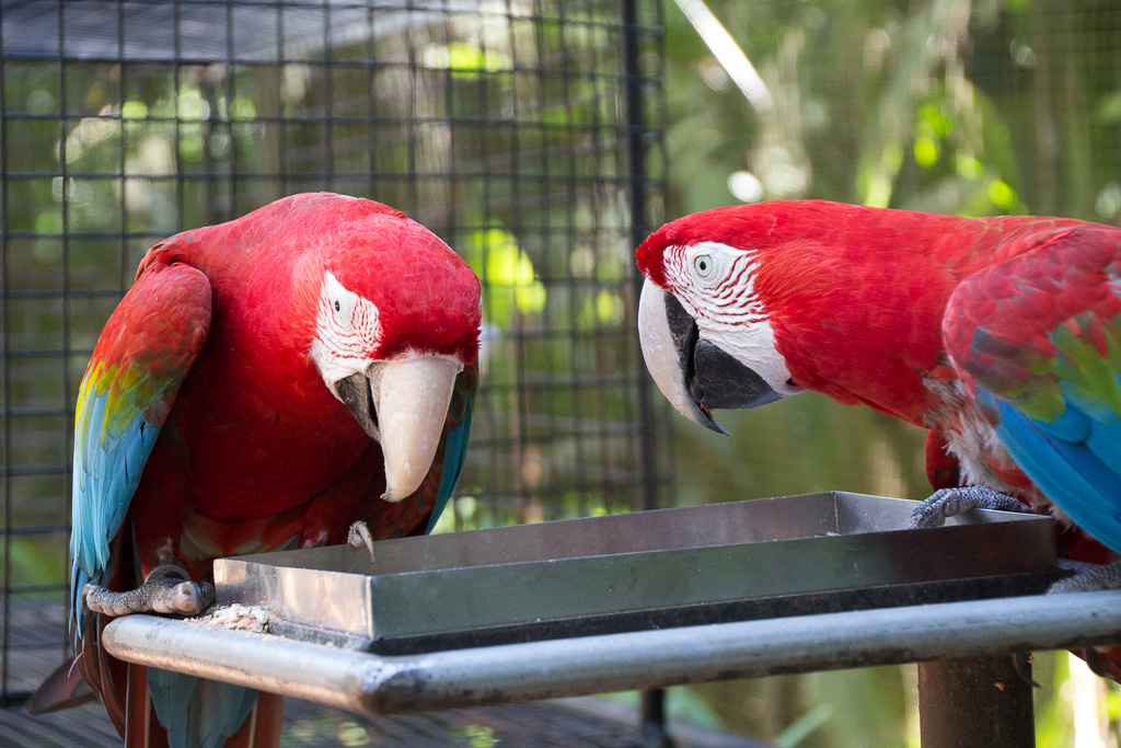 Iguacu parc des oiseaux- Aras multicolores