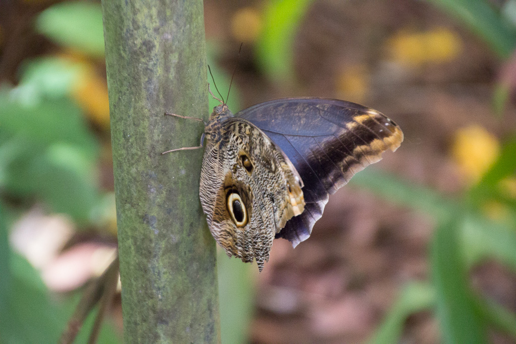 Iguacu parc des oiseaux- papillon