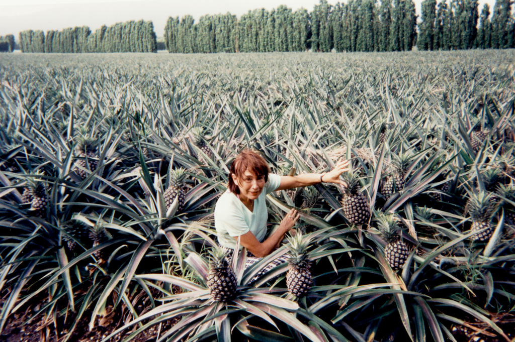 Plantations ananas.